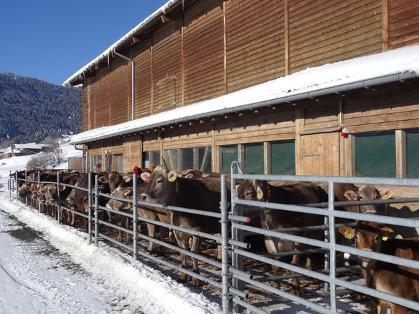 Barn Lighting: LED for Livestock, Dairy Cows and Milking Parlours